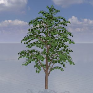 Empress tree summer LOD1 12 m