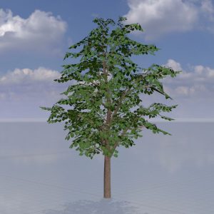 Blauglockenbaum Sommer LOD1 16 m