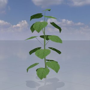 Blauglockenbaum Sommer LOD1 2 m