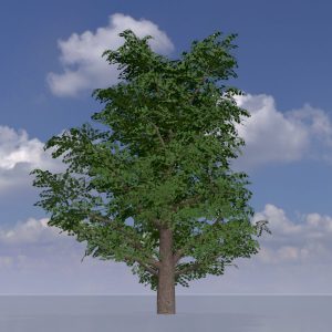 Blauglockenbaum Sommer LOD1 30 m