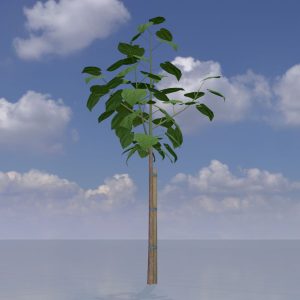 Empress tree summer LOD1 5 m
