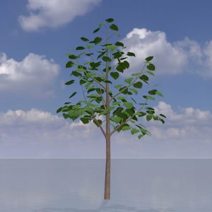 Empress tree summer LOD1 8 m