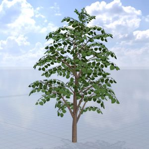 Blauglockenbaum Sommer LOD2 12 m