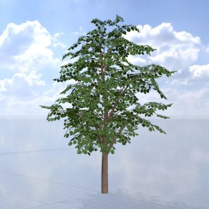 Blauglockenbaum Sommer LOD2 16 m