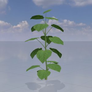 Blauglockenbaum Sommer LOD2 2 m