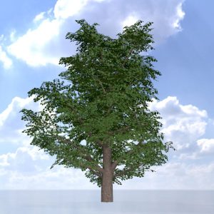 Blauglockenbaum Sommer LOD2 30 m