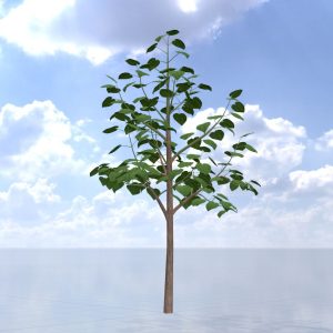 Empress tree summer LOD2 8 m