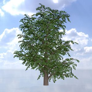 Blauglockenbaum Sommer LOD3 21 m