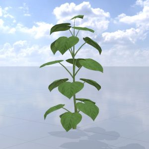 Empress tree summer LOD3 2 m