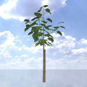 Empress tree summer LOD3 5 m