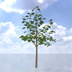 Empress tree summer LOD3 8 m