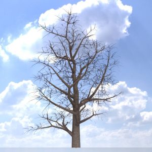 Blauglockenbaum Winter 30 m