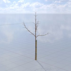 Blauglockenbaum Winter 5 m