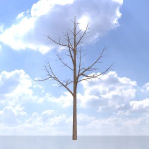 Blauglockenbaum Winter 8 m