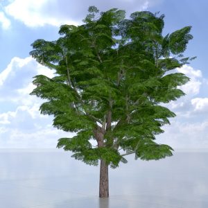 Persian walnut tree summer 30 m