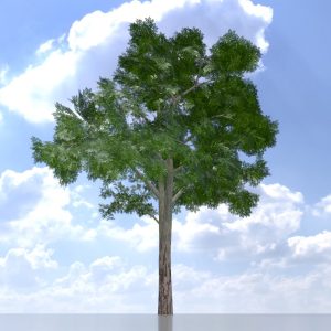 Persian walnut tree summer 8 m