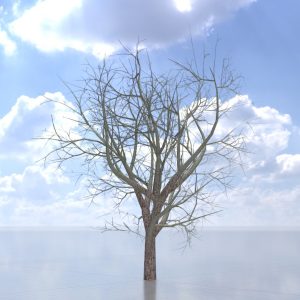 Persian walnut tree winter 30 m