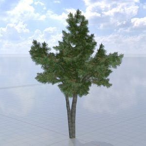 Taxus baccata summer 12 m