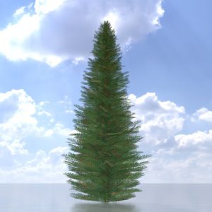 Europäische Eibe Sommer 5 m