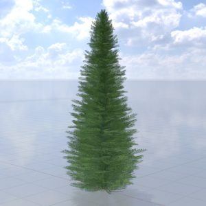 Taxus baccata winter 5 m