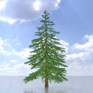 Spruce summer 2 m