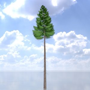 Spruce summer forest version 31 m