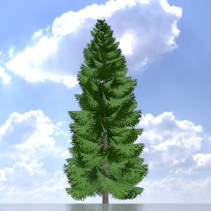 Spruce summer solitary 21 m