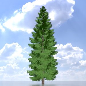 Spruce summer solitary 31 m version-2