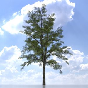 Haselnussbaum Sommer 16 m