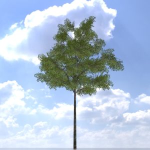 Hazelnut tree summer 5 m