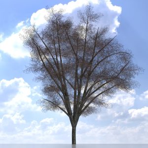 Haselnussbaum Winter 8 m