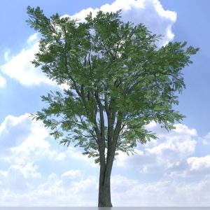 Japanischer Schnurbaum Sommer 12 m