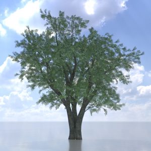 Japanischer Schnurbaum Sommer 16 m