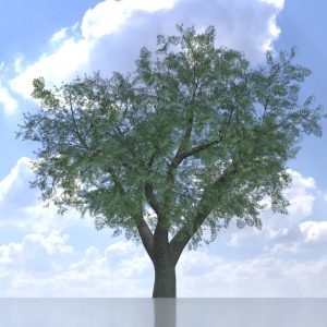 Japanischer Schnurbaum Sommer 21 m