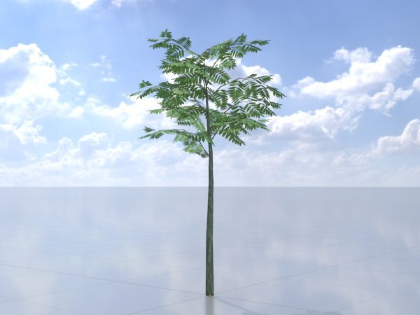 Japanischer Schnurbaum Sommer 2 m