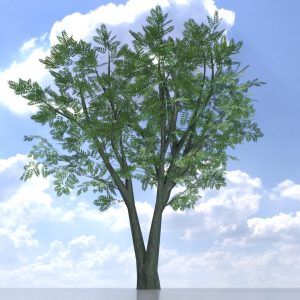 Japanischer Schnurbaum Sommer 5 m