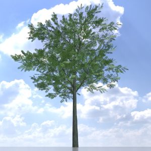 Japanischer Schnurbaum Sommer 8 m