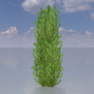 Cherry laurel hedge version-1 1.5 m