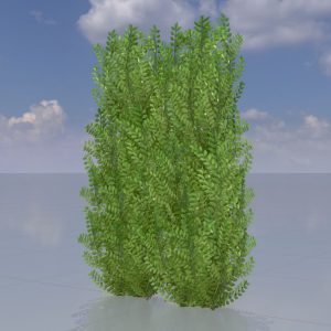 Cherry laurel hedge version-2 1.5 m