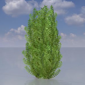 Cherry laurel hedge version-1 1 m