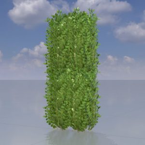 Kirschlorbeerhecke Version-2 1 m