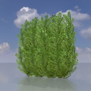 Cherry laurel hedge version-4 1 m