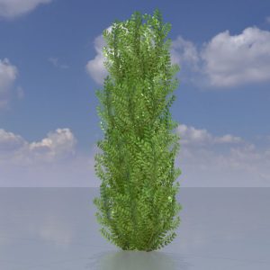 Cherry laurel hedge version-1 2 m