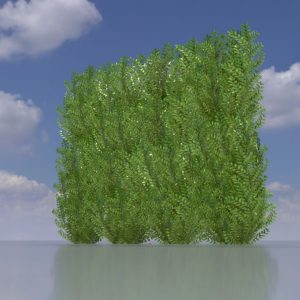 Kirschlorbeerhecke Version-3 2 m