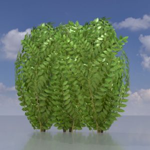 Cherry laurel hedge version-3 0.5 m
