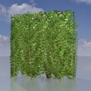 Kirschlorbeerhecke Version-4 0.5 m