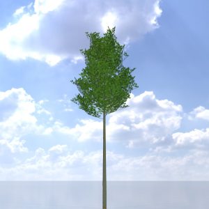 Alnus glutinosa tree summer 5 m
