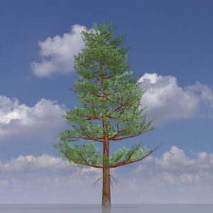 Forest pine summer 12 m