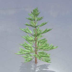 Forest pine summer 2 m