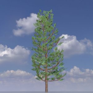 Forest pine summer 8 m